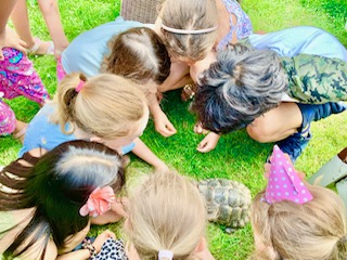 The tortoises get lots of attention in Summer